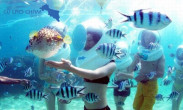 Tour Cù Lao Chàm – Đi Bộ Dưới Biển – Ghép Khách Hàng Ngày